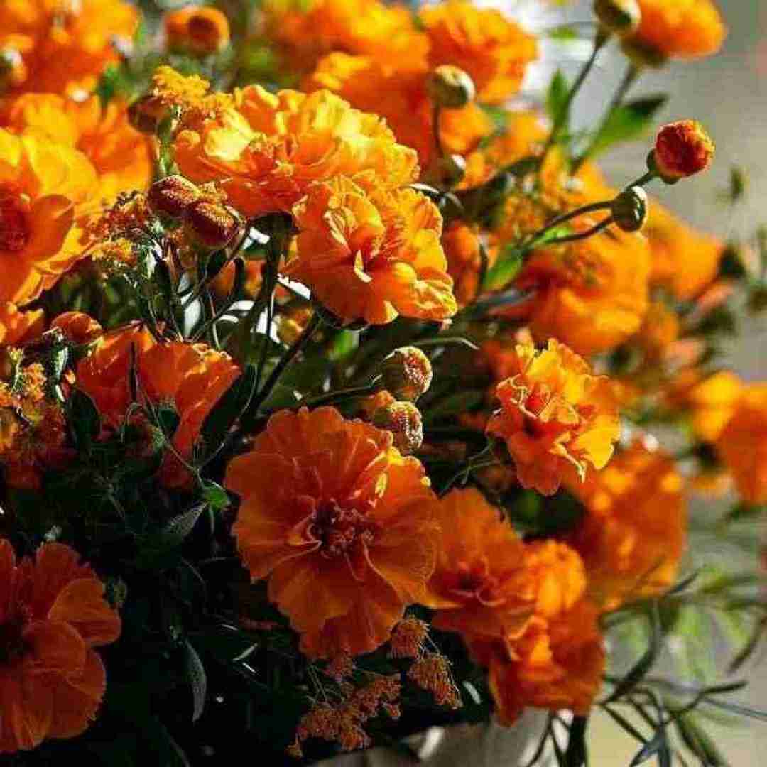 از سنباد با اون شلوار بگی اینستایی