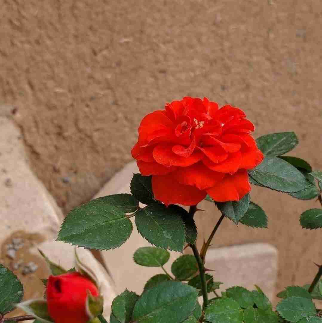  میگم ددی ددی ددی ددی نرو از پیشم