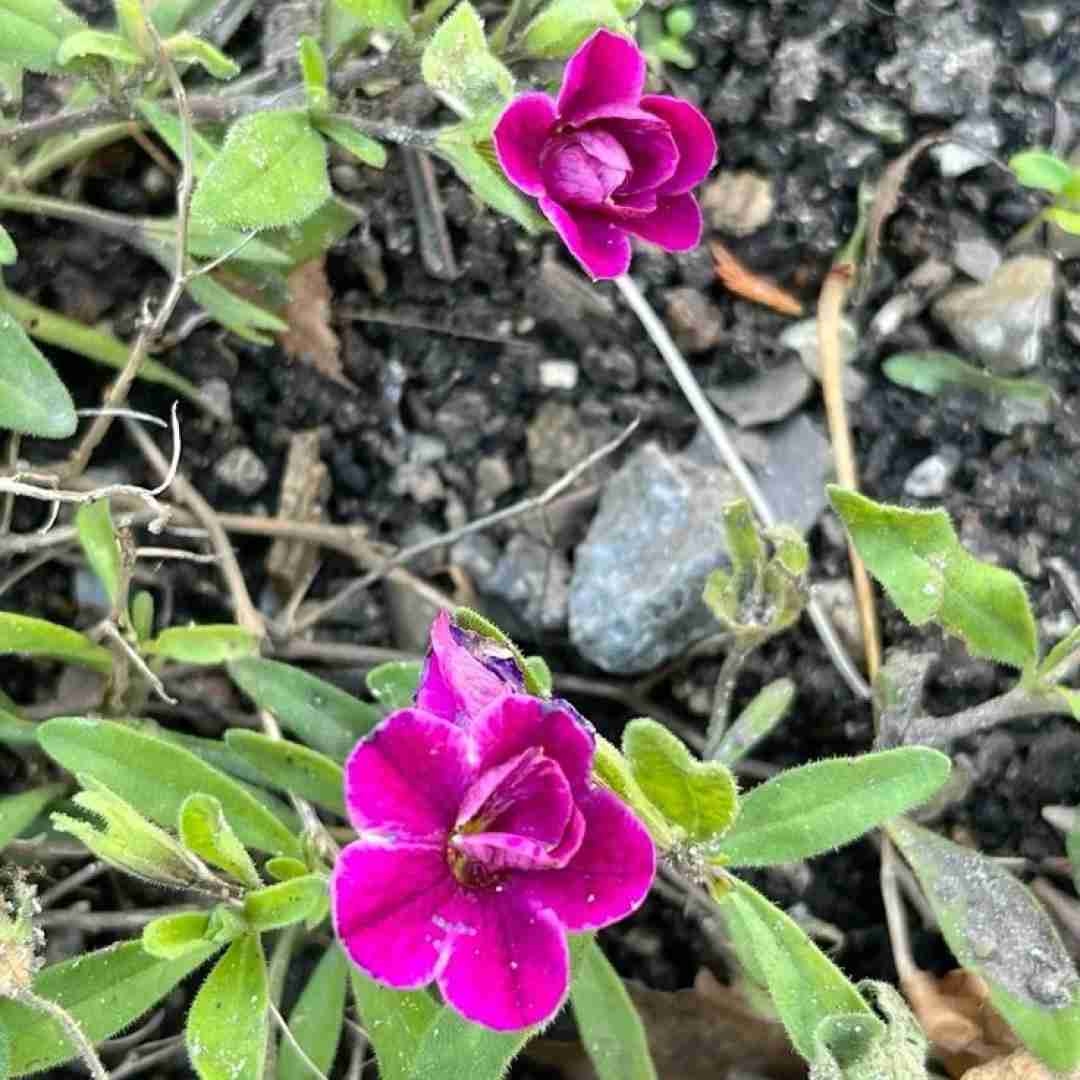 چی میشه پرستارم بگه نیست یهویی دیگه