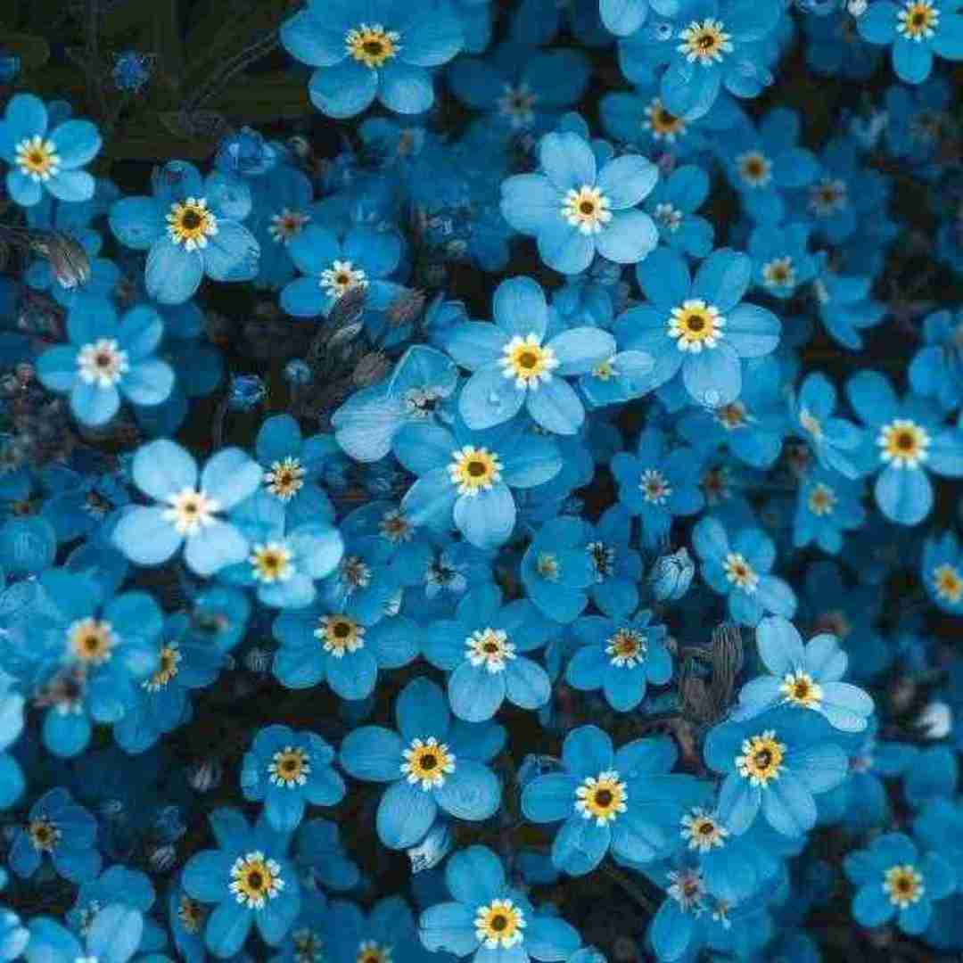  استوری با پیک کنسله اینستایی