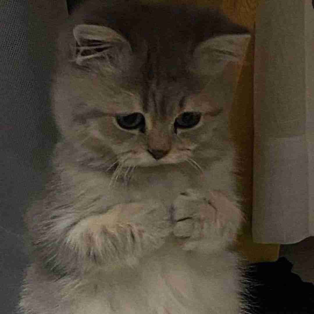 دوست دارم پارتی دوست دارم خرید اینستایی