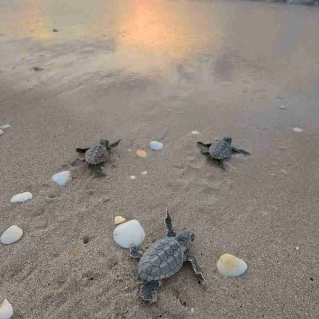 پدر برکت خونه پدر یار نمونه