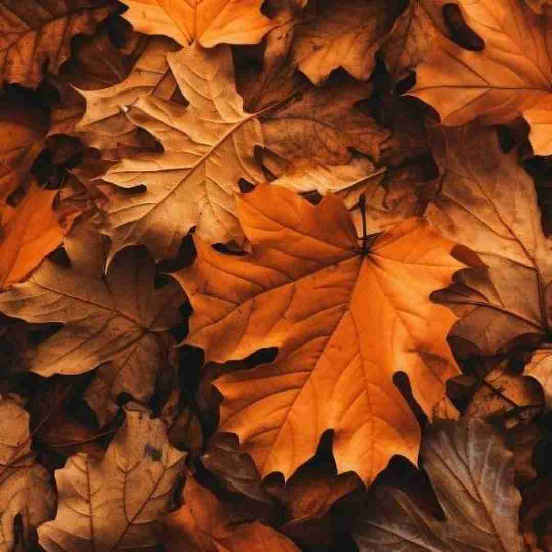 خبر رسیده آدما جنگلا رو آتیش زدن ترند اینستایی