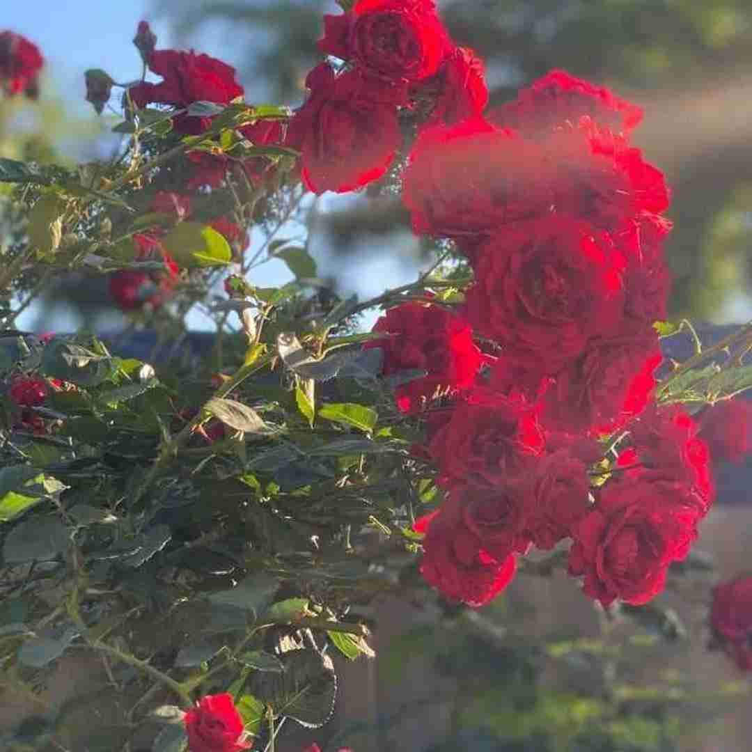  بالاتر از سیاهی بخت منه هوش مصنوعی