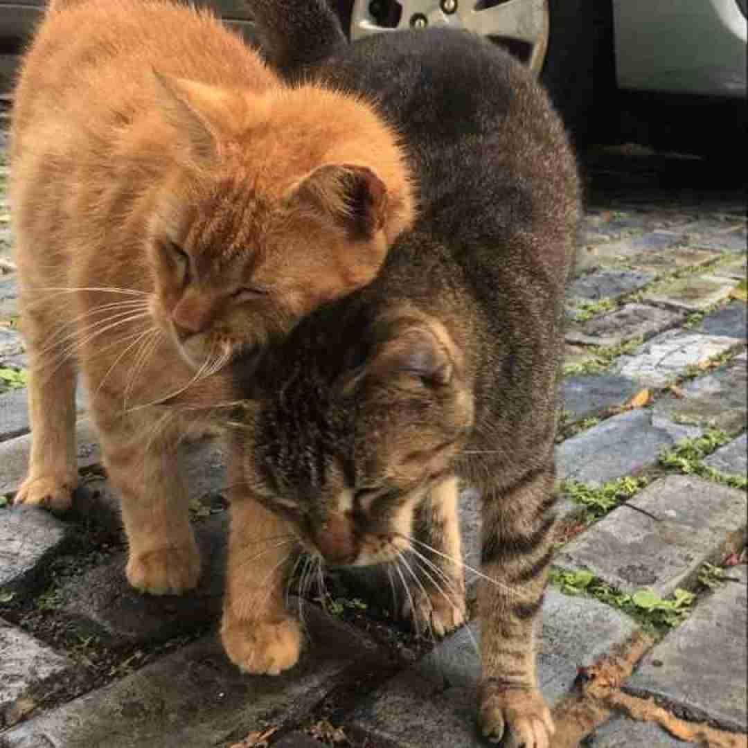  شیشه ها مات من مات نگاش