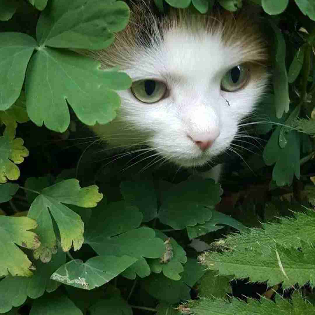  فهمیدی دوست داره دلم رفتی(هوش مصنوعی) 